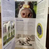 Flyers and Brochures - Image 4
